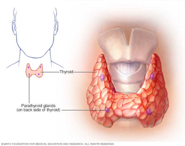 Parathyroid glands