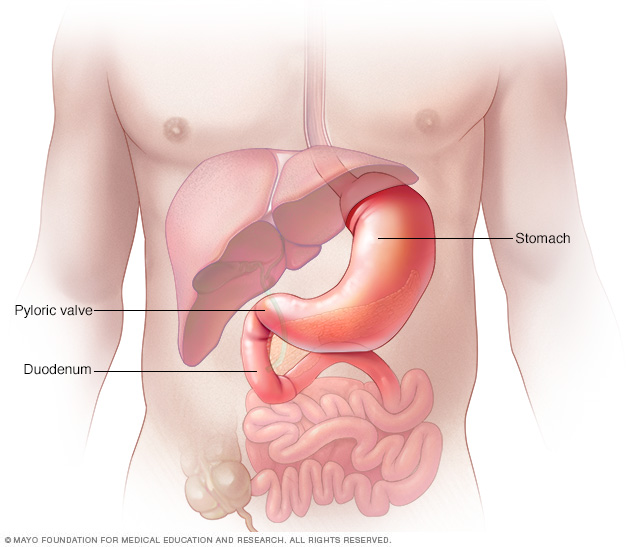 Pyloric valve, stomach and upper part of small intestine