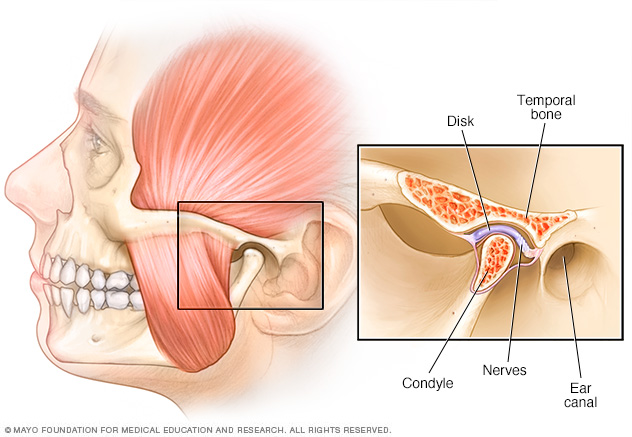 Anatomy of the temporomandibular joint