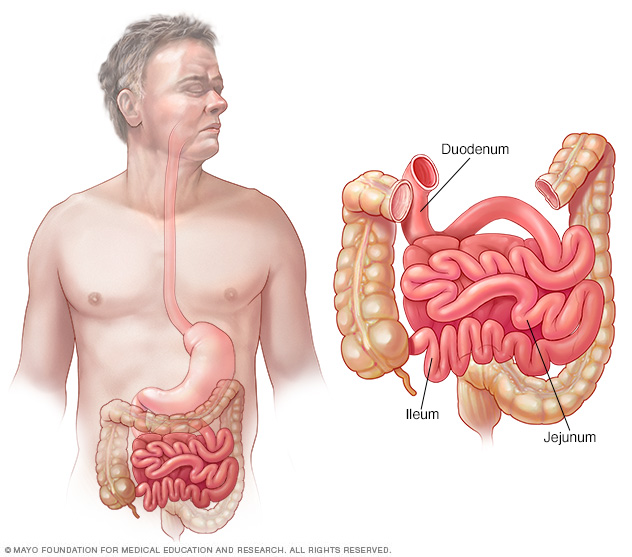 Small intestine — duodenum, jejunum and ileum