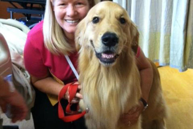 Sam Pet Therapy dog
